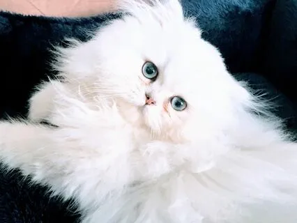 Tucker Leo & Cats | Mr Kitty (Part 12) Saying Goodbye