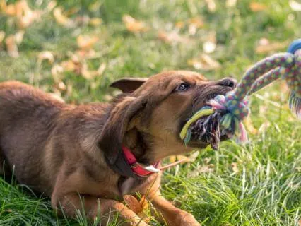 Tucker & Leo | Climbing Rope