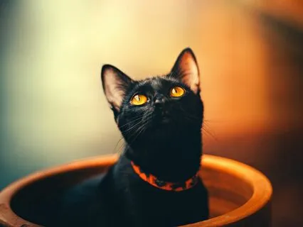 Tucker Leo Heidi Cherry & Vaya | Mr Kitty ( Part 9)