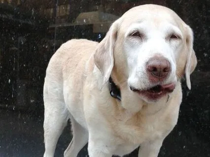 Tucker & Leo | High Heals