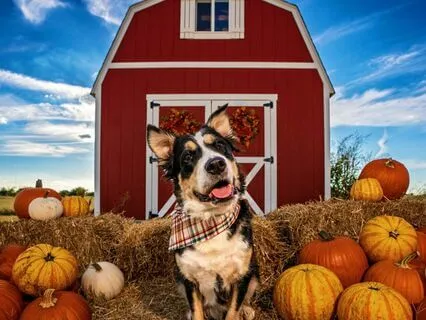 Tucker & Leo | Pumpkin Pie