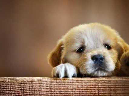 Tucker & Leo | Sausage Slide