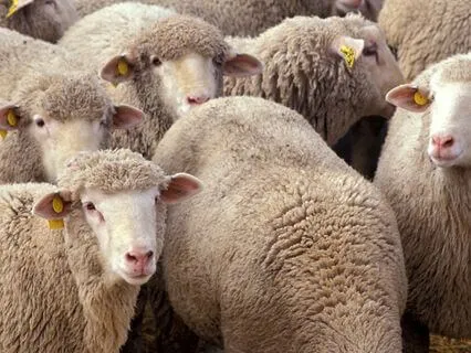 Tucker & Leo | Sheep Farm