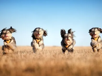 Tucker & Leo | The Marathon