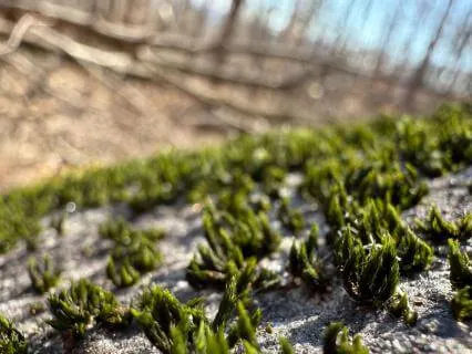 Tuesday Mindfulness Meditation