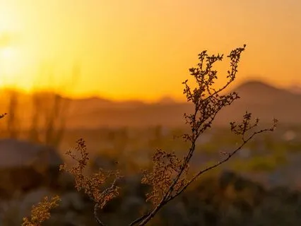 Tune In: Sound, Sensation, Emotion