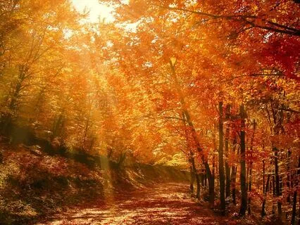 Gratitude Activation 221.23, 222, 639 Hz Tuning Forks