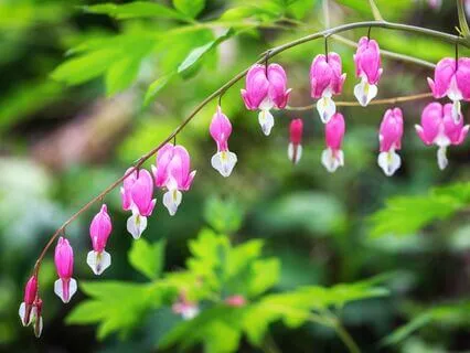 Tune Into Love 222 + 417 + 528 + 639 Hz Tuning Forks