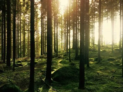 Tune Into The Frequency Of Your Heart