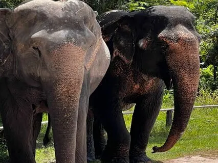 Tuning Into Elephant Energy | Wisdom | Patience