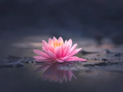 Tuning Into Your Inner Wisdom - Lotus Meditation