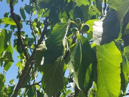 Tuning Into Your Wise Self