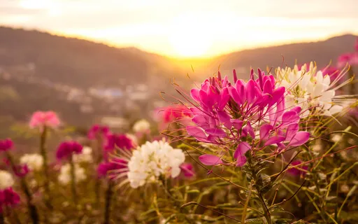 Tuning To Joy: Smile Meditation 