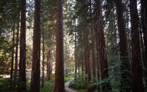 Tuolumne Meadows Pt. 2 - The Music Of Yosemite
