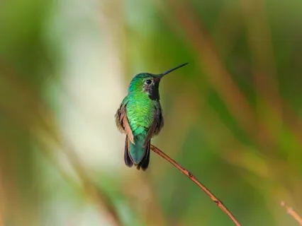 Turn Compassion Inward