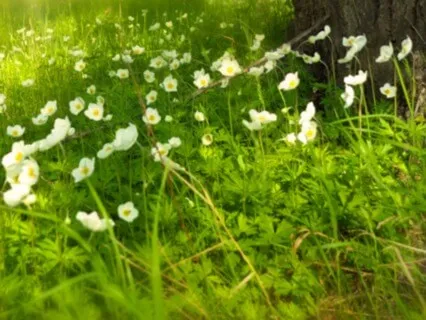 Turn Your Face to the Sun