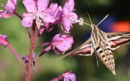 Turn Yourself In: Ep 26: D3 - Master Your Gifts & Skills