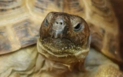 Turn Yourself In: Ep21: D2 - Gain Higher Understanding