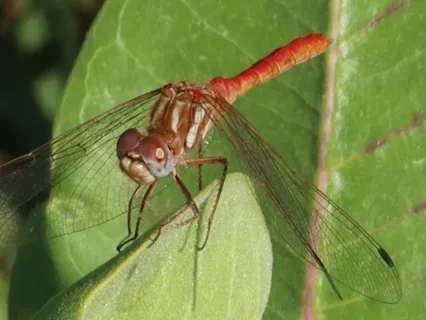 Turn Yourself In Podcast: Ep 7: D1-Observe/Witness/Contemplation