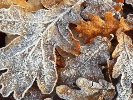 Turning Inwards Body Scan