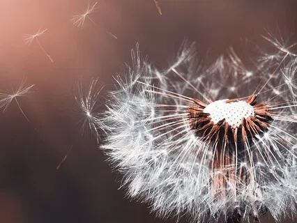 Turning Toward Difficulty And Healing Emotions