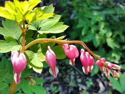 Turning Towards Difficulty, Offering Compassion