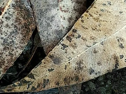 Turning Towards Our Experience (MBSR)