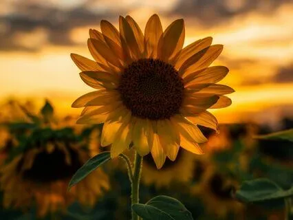 Turning Towards Rather Than Away