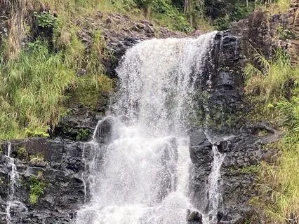 Turtle Sings To The Frogs In The River