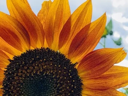 Tutorial: Alternate Nostril Breathing