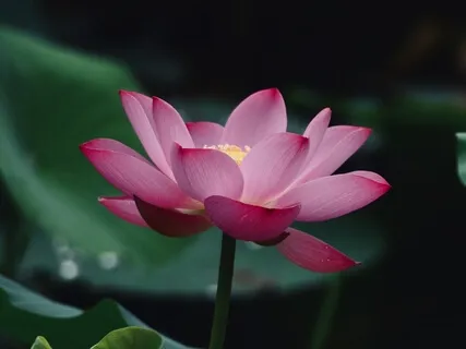 Творческая Исцеляющая Сила Лакшми