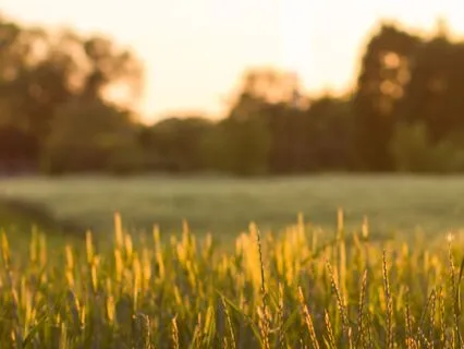 Twilight At Green Gables Soundscape