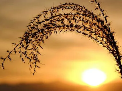 Twilight Embrace – A Gentle Space For Heartfelt Calm