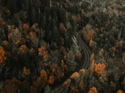 Twilight Forest Glade (528Hz)