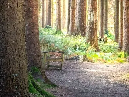 Twilight Forest: Unwind & Let Go For Restful Sleep