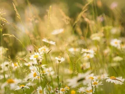 Twilight Over The Meadow Ambiance