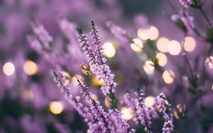 Twilight Zaphir Chime (Longer Version)