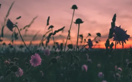 Twilight Zaphir Chime (Short Version)