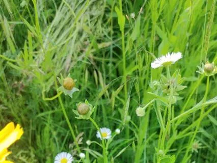Twinkling Stars Gentle Glockenspiel For Sleep