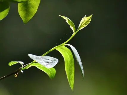 Two Hours Of Celtic Music For Meditation And Inspiration