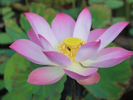 Two Major Stages Of Mindfulness Or Meditation