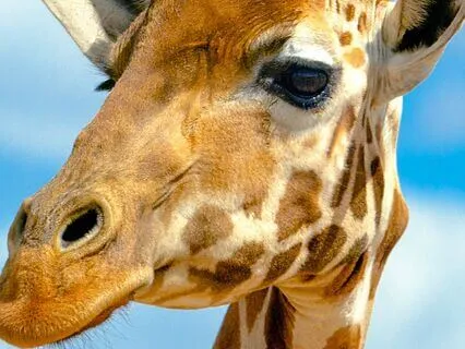 Two-Way Petting Zoo (Bedtime Story)