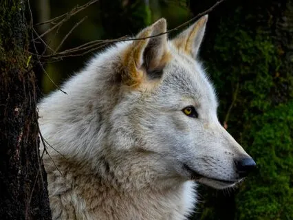 Two Wolves: Meditation For Inner Calm