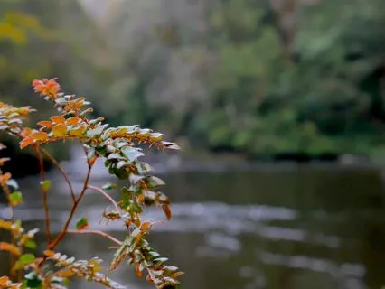 Tyenna River