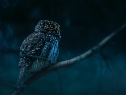 Ultimate Sleep Serenity & Relaxation | Wisdom Dream's