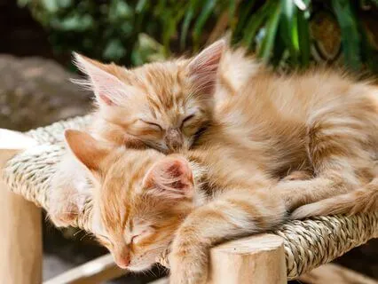 Ultimate Yoga Nidra For Sleep