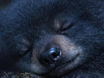 Ultra Deep Delta Sleep | 0.5Hz Binaural Beats Hibernation