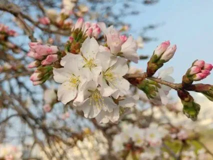 ​Ultrapure Harp For Deepest Sleep And Total Anxiety Relief