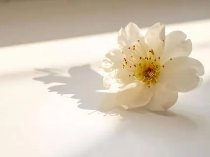 Um Espaço Seguro para o Luto | Nidra de Descanso Profundo