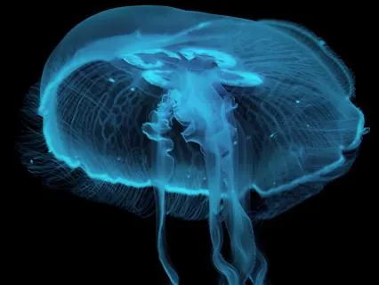 Un-Believe The Delusions And Open To Spiritual Protection